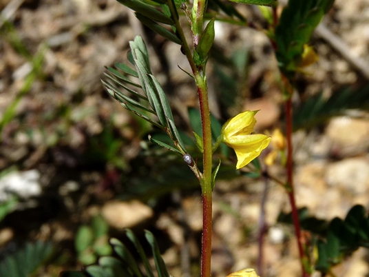 {Chamaecrista nictitans}